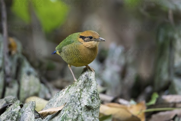 Bar-bellied Pitta (Hydrornis elliotii) female perched on the ground, Cuc Phuong, Vietnam, Asia