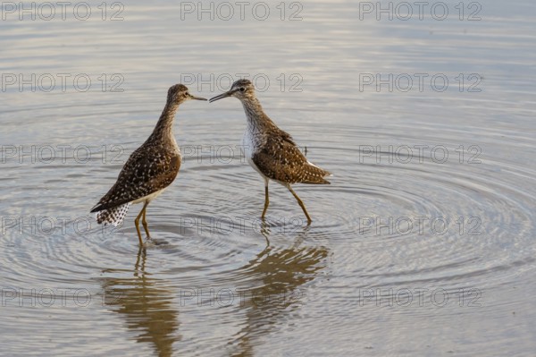 Wood Sandpiper (Tringa glareola), Mallorca, Spain, Europe