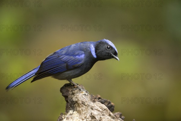 Large Niltava (Niltava grandis) male, Yunnan, China, Asia