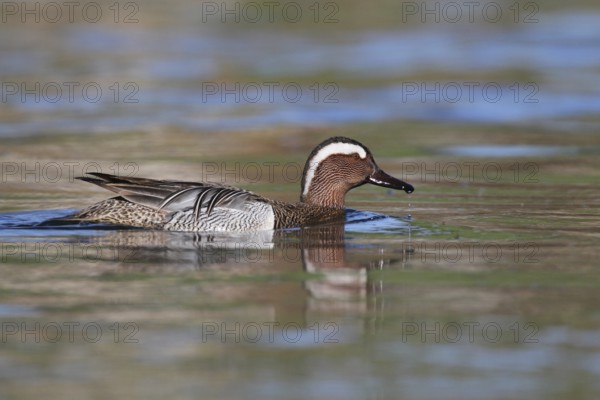 Garganey (Spatula querquedula) male, Aargau, Switzerland, Europe