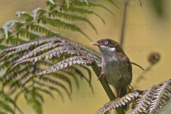 Kapuzentimalie (Dark-fronted Babbler, Rhopocichla atriceps siccata) im Regenwald von Sri Lanka