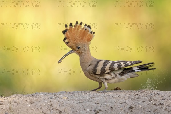 Eurasian Hoopoe (Upupa epops) foraging, Saxony-Anhalt, Germany, Europe