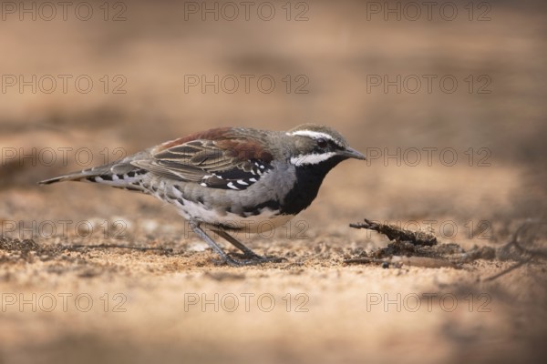 Chestnut Quail-thrush (Cinclosoma castanotum) young male perched on the ground, Victoria, Australia, Oceania
