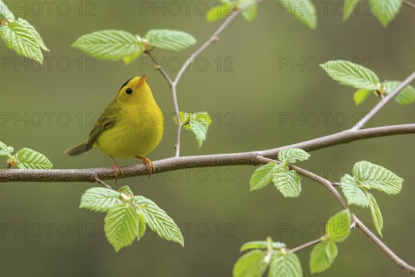Wilsons Warbler (Wilsonia pusilla)perched on a branch in Victoria, BC, Canada, North America