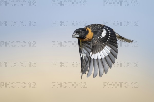 Black-headed Grosbeak (Pheucticus melanocephalus) male flying, Arizona, USA, North America