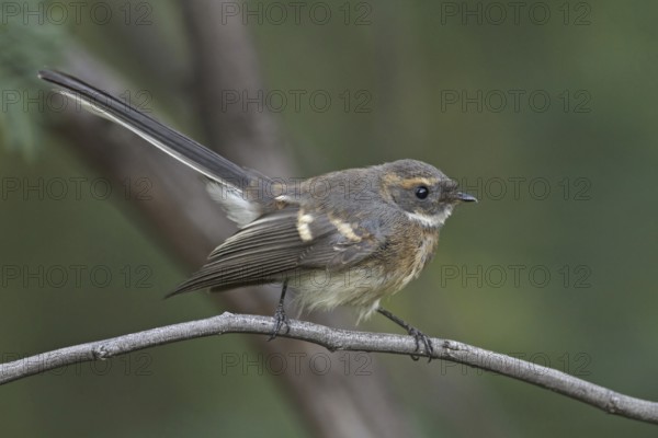 Grey Fantail (Rhipidura albiscapa) juvenile, Victoria, Australia, Oceania