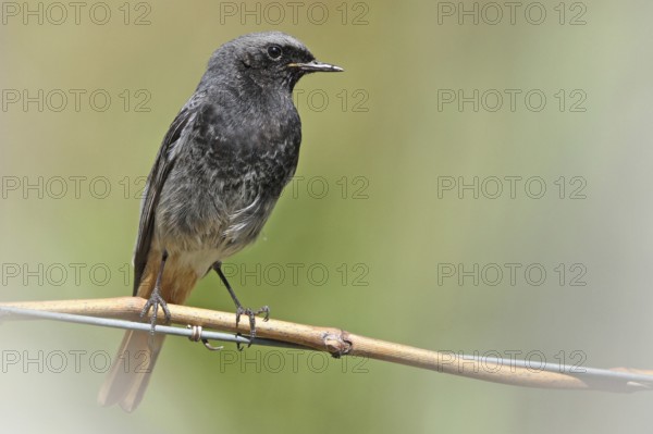 Black Redstart (Phoenicurus ochruros) male, Tessin, Switzerland, Europe