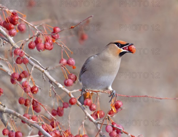 Bohemian Waxwing (Bombycilla garrulus) eating berries, Saskatchewan, Canada, North America