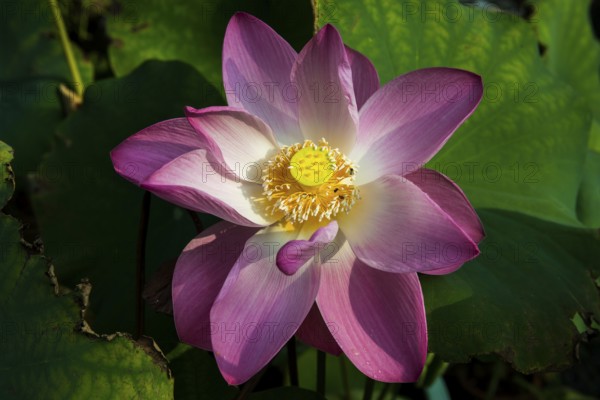 Lotus, Ko Chang, Koh Chang, Mu Ko Chang National Park, Trat, Thailand, Asia