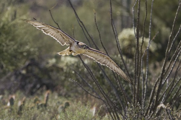 Ferruginous Hawk (Buteo regalis), Arizona, USA, North America