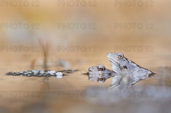 Common Frog (Rana temporaria) pair mating in spawning pond, Canton of Grisons, Switzerland, Europe