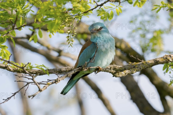 European Roller (Coracias garrulus) perched on a branch, Puszta, Hungary, Europe
