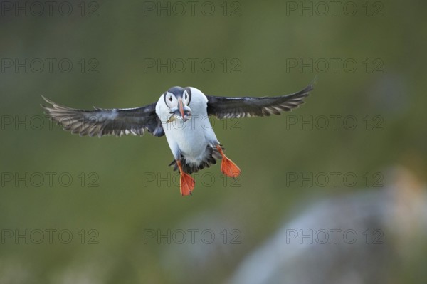 Atlantic Puffin (Fratercula arctica) flying, Dovrefjell, Norway, Europe