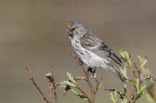 Common Redpoll (Acanthis flammea), Alaska, USA, North America