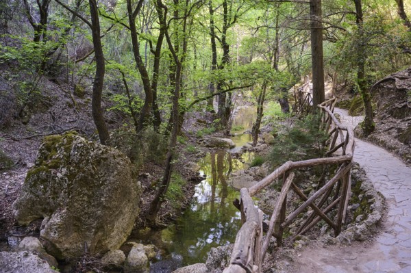 A forest path with railings leads along a small stream, Butterfly Valley, Butterfly Valley, Rhodes, Dodecanese, Greek Islands, Greece, Europe
