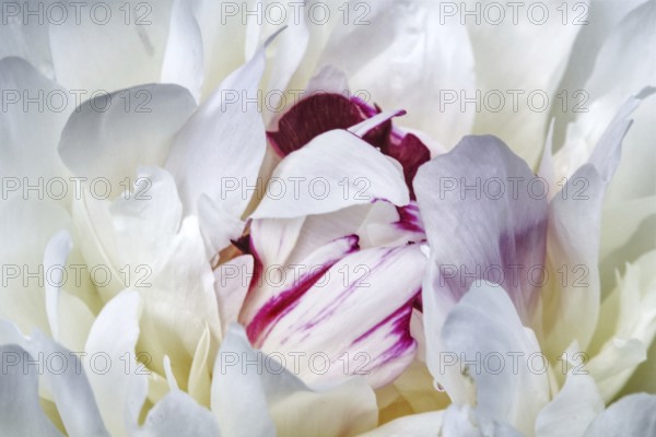 White peony flower (Paeonia officinalis) with purple accents, close-up with delicate petals and strong contrast, Siegen