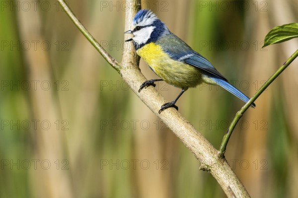 Blue Tit (Parus Caeruleus) Germany