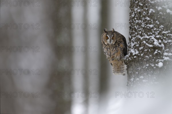 Long-eared owl (Asio otus) in a winter forest, Czech Republic, Europe