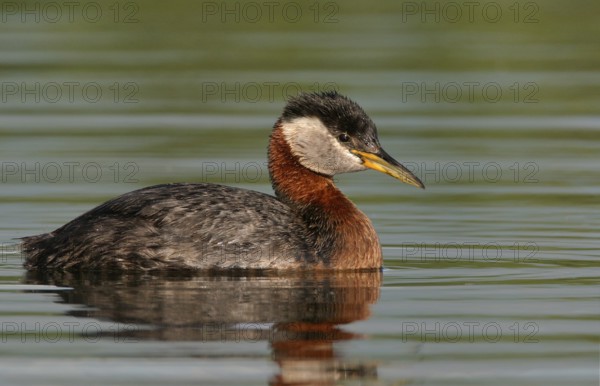 Red-necked Grebe (Podiceps grisegena), Alaska, USA, North America