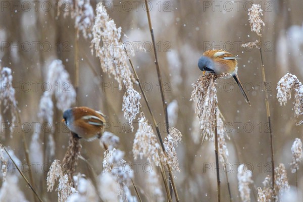 Bearded Reedling (Panurus biarmicus) two males perched in reedbed, Baden-Wuerttemberg, Germany, Europe
