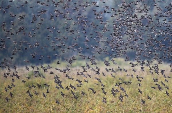 Common Starling (Sturnus vulgaris) large swarm flying in at sleeping place, Brandenburg, Germany, Europe