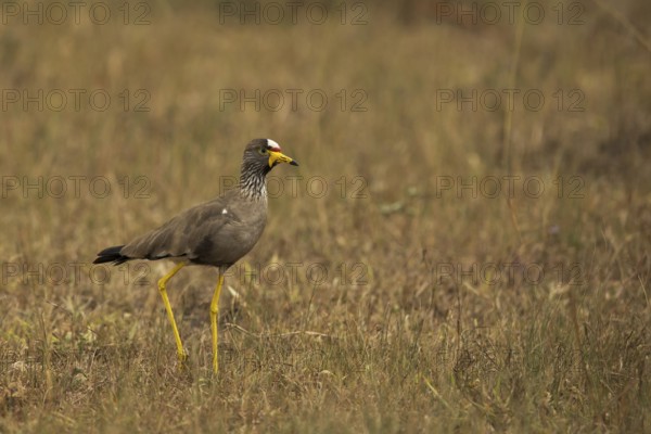 African Wattled Lapwing (Vanellus senegallus), Lake Mburo National Park, Uganda, Africa