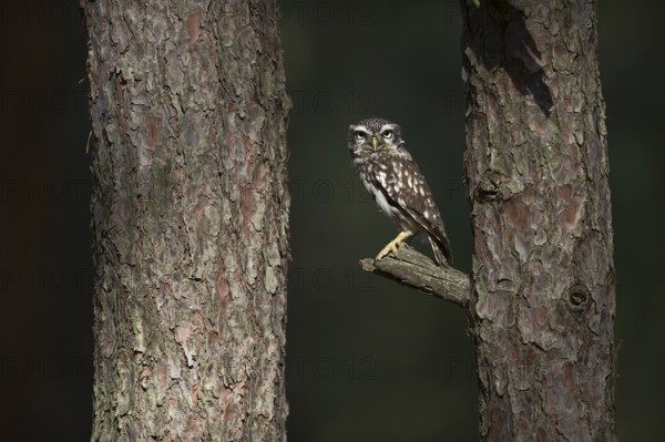 Little Owl (Athene noctua) perched on a tree, North Rhine-Westphalia, Germany, Europe