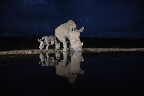 White rhinoceros (Ceratotherium simum) mother with calf at waterhole at night, Kruger National Park, South Africa, Africa