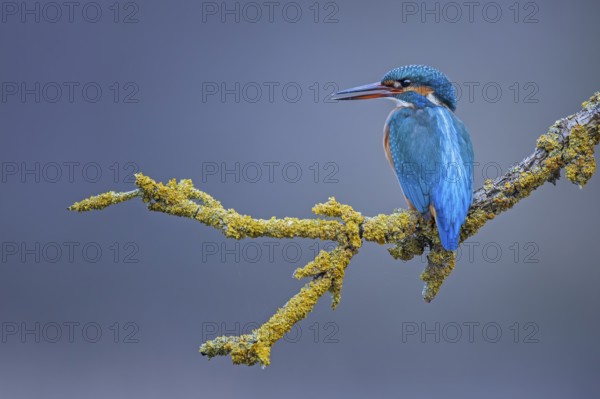 Common Kingfisher (Alcedo atthis) female perched on a branch, Saxony-Anhalt, Germany, Europe