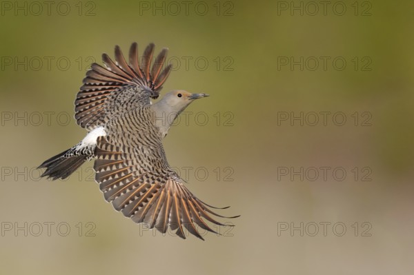 Northern Flicker (Colaptes auratus) female flying, British Columbia, Canada, North America