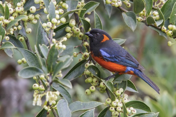 Scarlet-bellied Mountain-Tanager (Anisognathus igniventris) feeding on berries in Manu National Park, Peru, South America