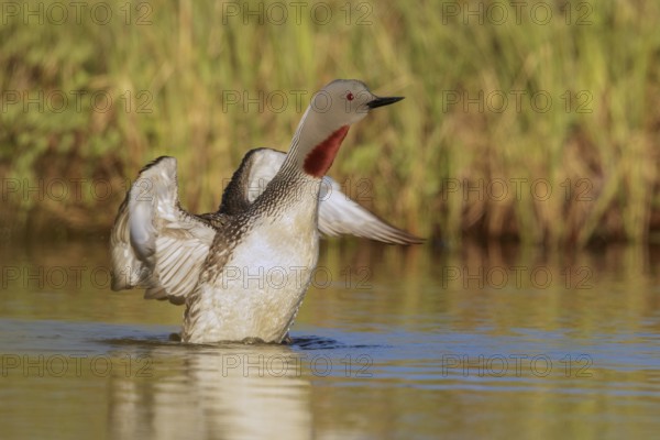 Red-throated Loon (Gavia stellata) in a pond near Nome, Alaska