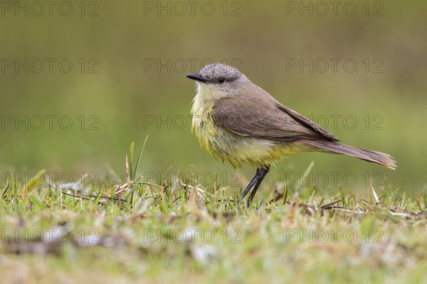 Cattle Tyrant (Machetornis rixosa) perched on the ground in the Atlantic rainforest of southeast Brazil