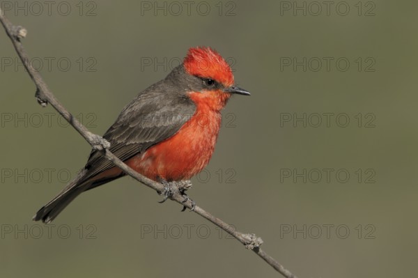 Vermilion Flycatcher (Pyrocephalus rubinus), Arizona, USA, North America