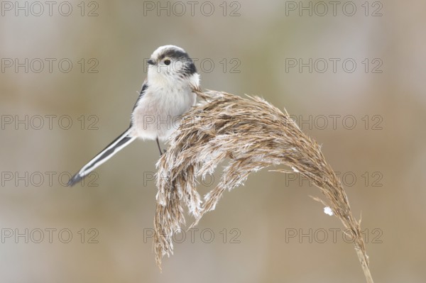 Long-tailed Tit (Aegithalos caudatus), Rhineland-Palatinate, Germany, Europe