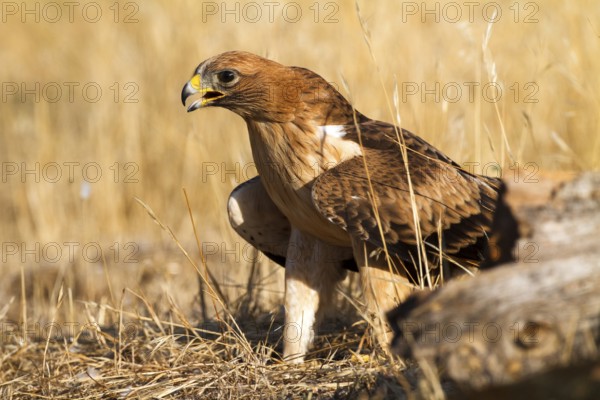 Booted Eagle (Hieraaetus pennatus) juvenile, Castile and Leon, Spain, Europe