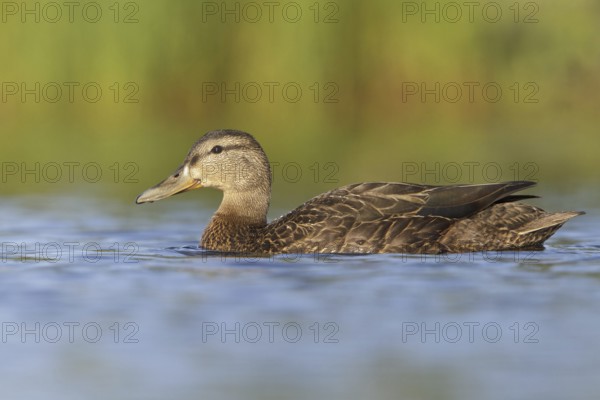 American Black Duck (Anas rubripes), Newfoundland, Canada, North America