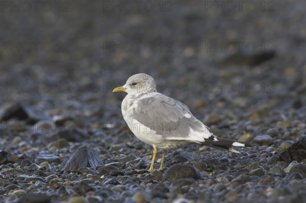 Mew Gull (Larus canus), British Columbia, Canada, North America