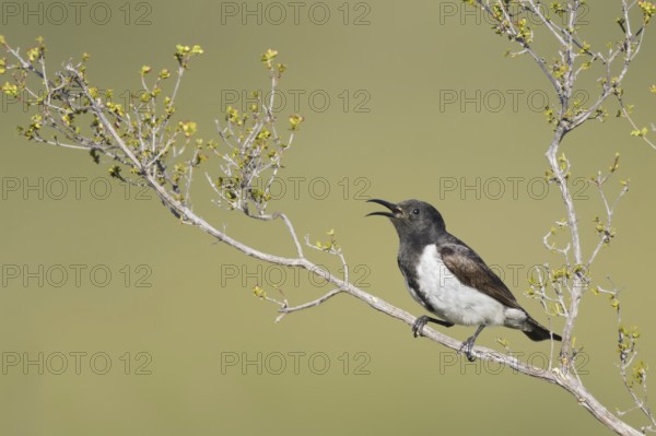 Black Honeyeater (Sugomel nigrum) singing, Western Australia, Australia, Oceania