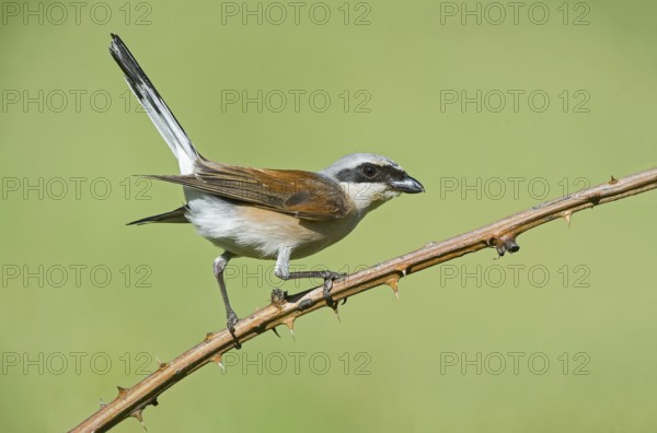 Red-backed Shrike (Lanius collurio) male perched on a branch, Aosta Valley, Italy, Europe