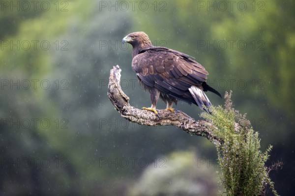 Golden Eagle (Aquila chrysaetos) juvenile perched on a branch, Andalusia, Spain, Europe