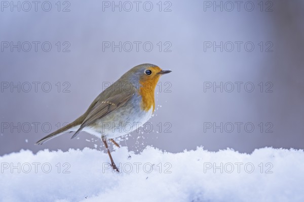 European Robin (Erithacus rubecula) in snow, Saxony-Anhalt, Germany, Europe