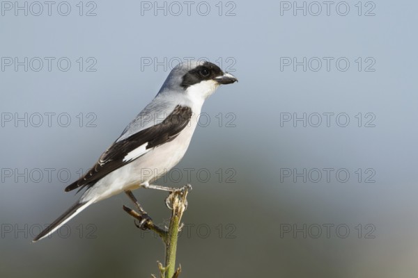 Lesser Grey Shrike (Lanius minor), Cyprus, Europe