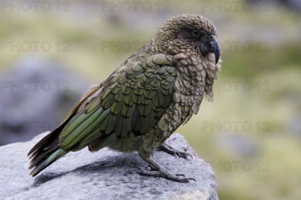 Kea (Nestor notabilis), New Zealand, Oceania
