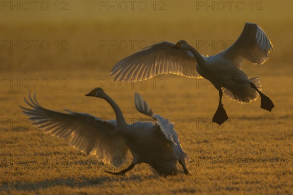 Whooper Swan (Cygnus cygnus) landing North Rhine-Westphalia, Germany, Europe