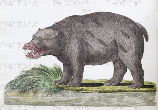 Hippopotamus or hippopotamus (Hippopotamus amphibius), hand-coloured copperplate engraving fromSatyr, hand-coloured copperplate engraving fromFriedrich Justin Bertuch's picture book for children, Vienna 1801
