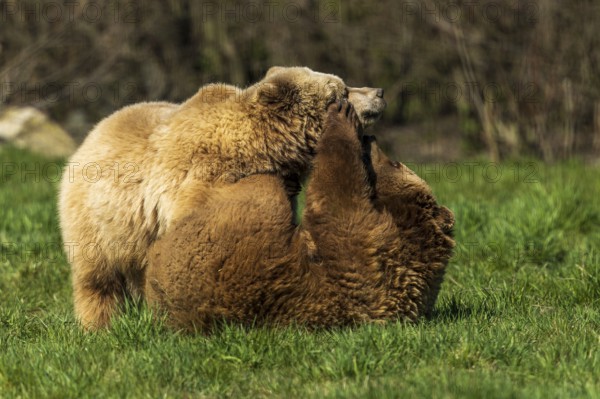 Two bears playfully wrestling in the grass in a natural environment, brown bear (Ursus (arctos), Germany, Europe