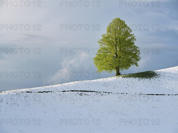 Solitary tree, lime tree (Tilia), standing on a snow-covered hill during leaf emergence, Neuheim, Canton Zug, Switzerland, Europe