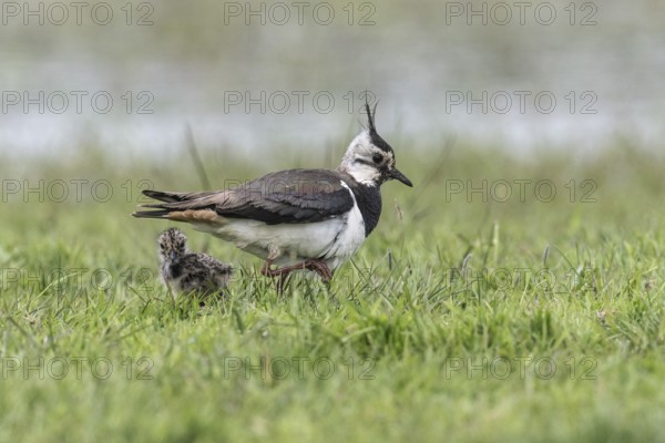 Lapwing (Vanellus vanellus) with young, Lower Saxony, Germany, Europe