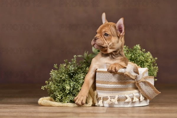Cute Mokka Sable French Bulldog puppy with long helathy nose in box in front of brown background with boho style decoration